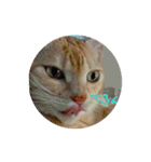 ちぃちゃん【猫】の日常 2（個別スタンプ：12）