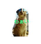 ちぃちゃん【猫】の日常 2（個別スタンプ：13）