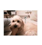 かわいい犬面白いコメント2（個別スタンプ：1）