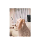 かわいい犬面白いコメント2（個別スタンプ：2）