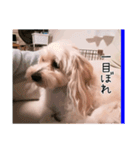 かわいい犬面白いコメント2（個別スタンプ：3）