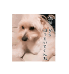 かわいい犬面白いコメント2（個別スタンプ：5）