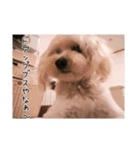 かわいい犬面白いコメント2（個別スタンプ：9）