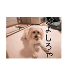 かわいい犬面白いコメント2（個別スタンプ：10）