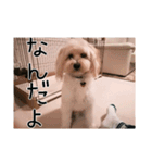 かわいい犬面白いコメント2（個別スタンプ：12）