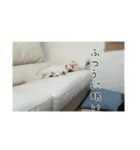 かわいい犬面白いコメント2（個別スタンプ：14）