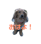 ちょこたんスタンプ①（個別スタンプ：4）