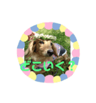 ちょこたんスタンプ①（個別スタンプ：6）