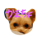 crrrrrrover（個別スタンプ：1）
