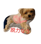 crrrrrrover（個別スタンプ：2）