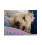 crrrrrrover（個別スタンプ：3）