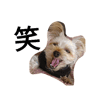 crrrrrrover（個別スタンプ：7）