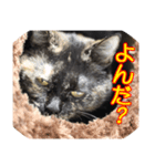 サビサビ猫 3（個別スタンプ：6）