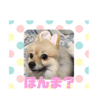 関西弁のポメラニアンスタンプ（個別スタンプ：2）