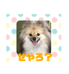 関西弁のポメラニアンスタンプ（個別スタンプ：6）