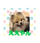 関西弁のポメラニアンスタンプ（個別スタンプ：8）