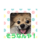 関西弁のポメラニアンスタンプ（個別スタンプ：9）