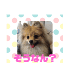 関西弁のポメラニアンスタンプ（個別スタンプ：12）