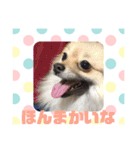 関西弁のポメラニアンスタンプ（個別スタンプ：16）