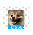 関西弁のポメラニアンスタンプ（個別スタンプ：19）