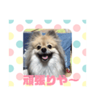 関西弁のポメラニアンスタンプ（個別スタンプ：21）