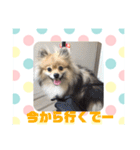関西弁のポメラニアンスタンプ（個別スタンプ：33）