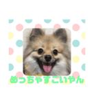 関西弁のポメラニアンスタンプ（個別スタンプ：40）