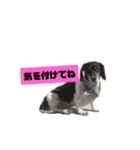 ペグッチ（個別スタンプ：7）