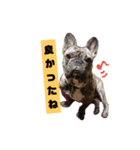 ペグッチ（個別スタンプ：10）