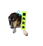 ペグッチ（個別スタンプ：12）