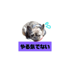 ペグッチ（個別スタンプ：13）