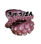 タコ 釣り2（個別スタンプ：13）