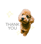 トイプードルstamps（個別スタンプ：3）