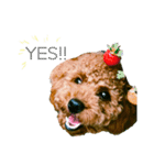 トイプードルstamps（個別スタンプ：7）