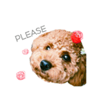 トイプードルstamps（個別スタンプ：12）