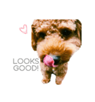 トイプードルstamps（個別スタンプ：23）