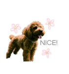 トイプードルstamps（個別スタンプ：24）