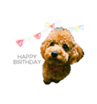 トイプードルstamps（個別スタンプ：29）