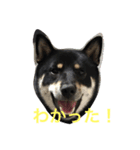 クマとさくら（個別スタンプ：2）