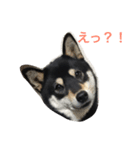 クマとさくら（個別スタンプ：3）