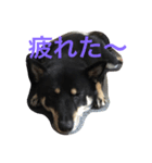 クマとさくら（個別スタンプ：4）
