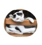 トロスタイル（個別スタンプ：13）