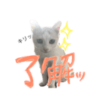 ぴよスタ。完全版（個別スタンプ：1）