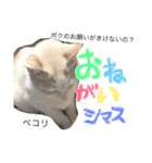 ぴよスタ。完全版（個別スタンプ：3）