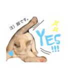 ぴよスタ。完全版（個別スタンプ：4）