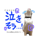 ぴよスタ。完全版（個別スタンプ：6）