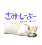 ぴよスタ。完全版（個別スタンプ：8）