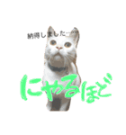 ぴよスタ。完全版（個別スタンプ：13）