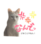 ぴよスタ。完全版（個別スタンプ：16）