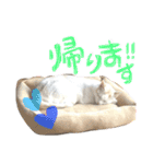 ぴよスタ。完全版（個別スタンプ：17）